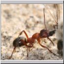 Formica -Serviformica- sanguinea - Blutrote Raubameise 24 9mm - mit Andrena vaga-Sandbiene.jpg